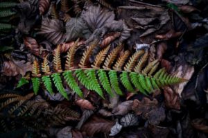 A cura é o restabelecimento da saúde. Sua origem etimológica é o latim, “cura”, que designa o ato de cuidar, de vigiar.