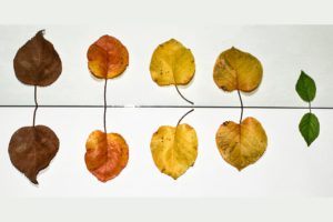 O diálogo é uma conversação entre pelo menos dois interlocutores.