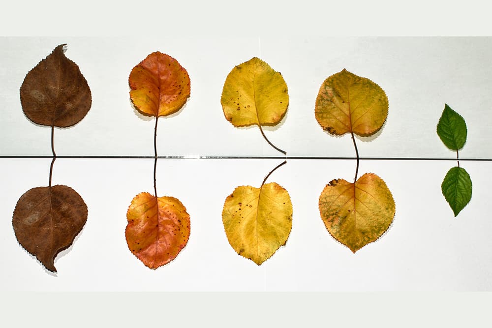 O diálogo é uma conversação entre pelo menos dois interlocutores.