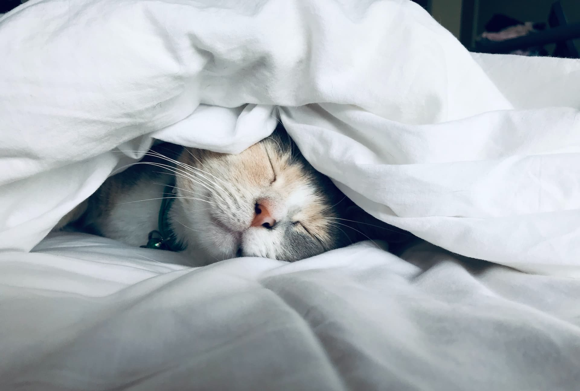 Sono