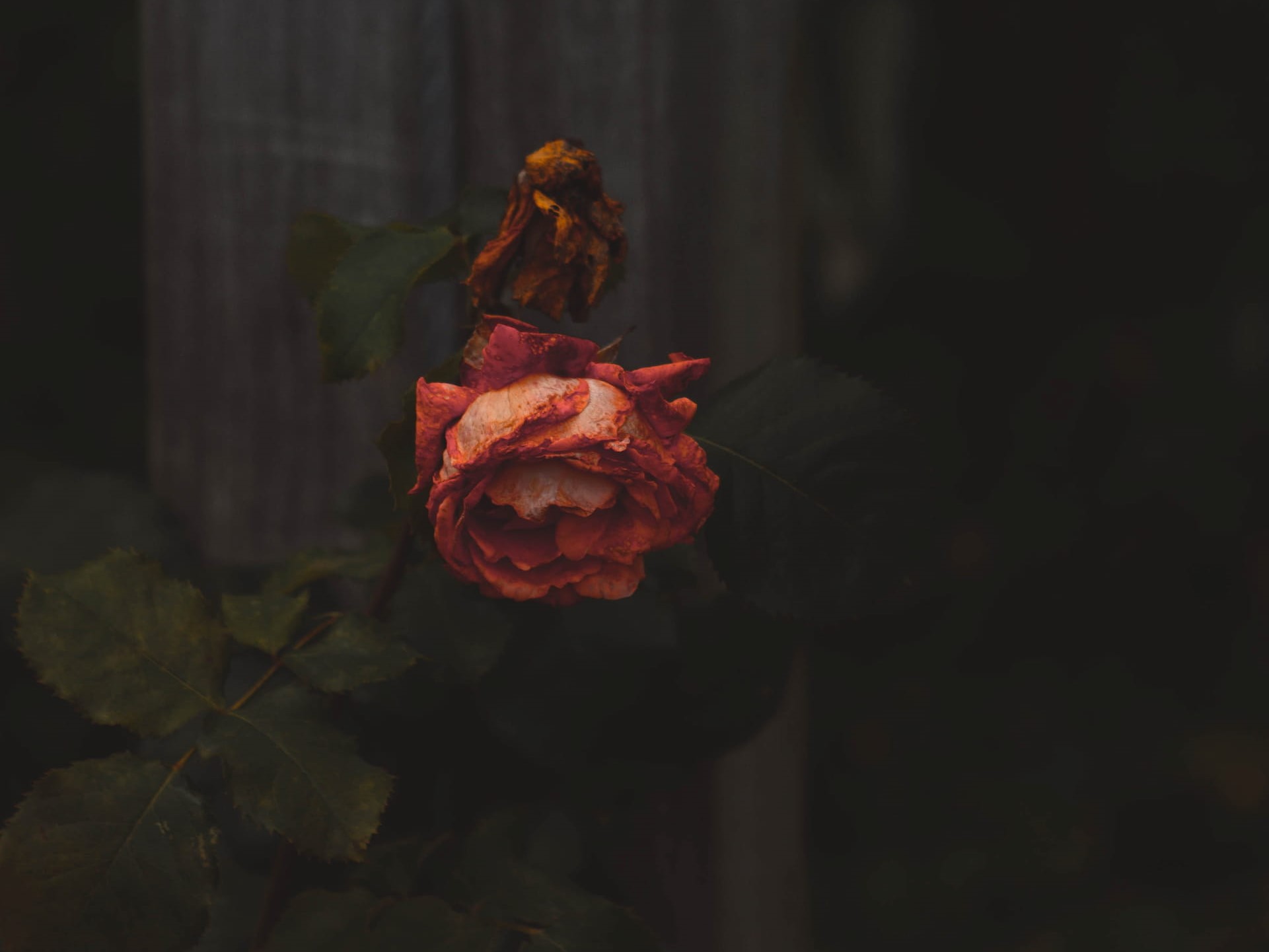 0049-mathias-reding-rPWsIbJDeX8-unsplash (1) – Copia Morte