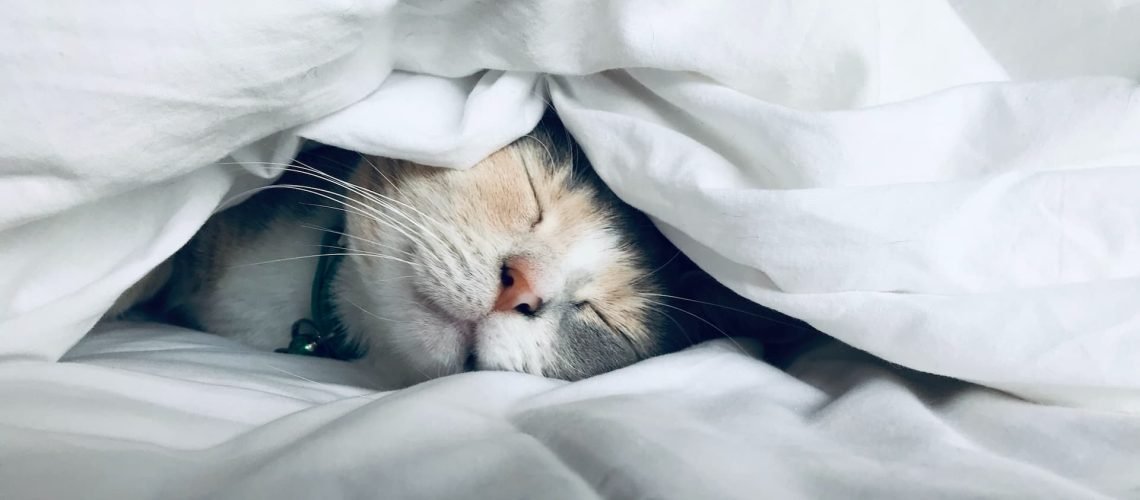 Sono
