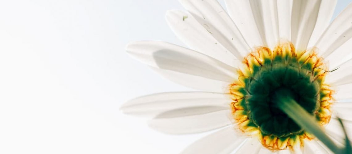 enso que a paz é interior, decorrente do amor próprio e da harmonização dos próprios conflitos.