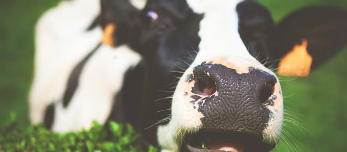 Vacina vem de vaca, originalmente, era um pus de vesículas que vêm às suas tetas e, uma vez inoculadas no ser humano, o protegia da varíola.