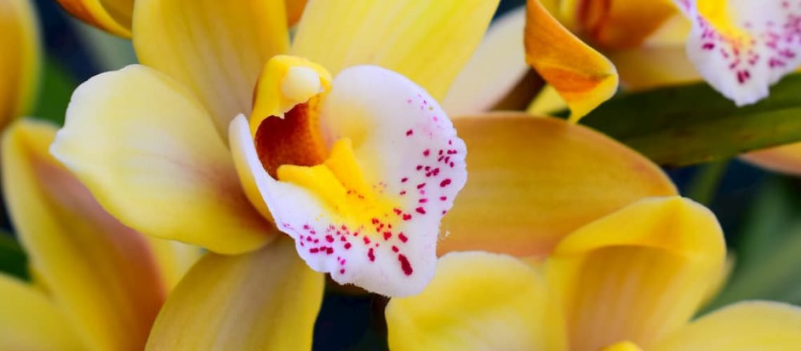 Hoje muitas orquídeas estão floridas.
