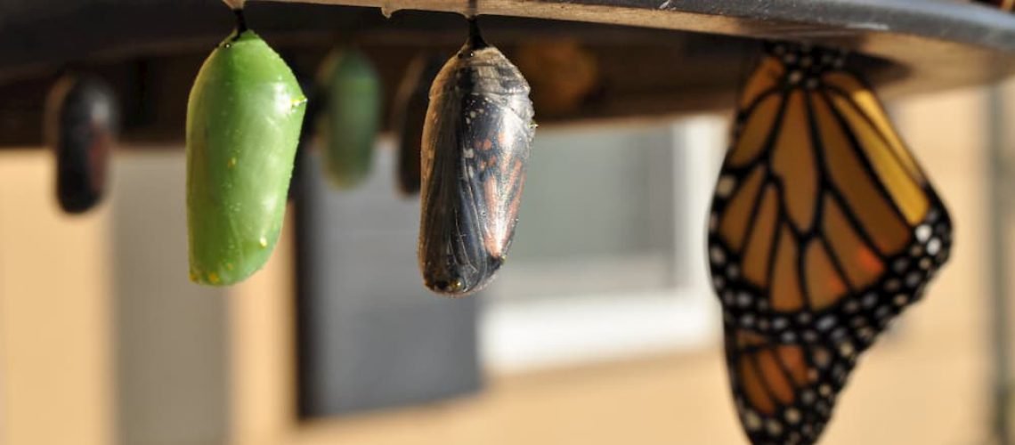 A evolução do ser humano obedece a uma lei geral da harmonização.